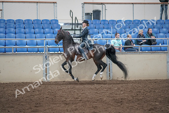 2019 Morgan Horse Show - Aug 31, 2019 - 08783