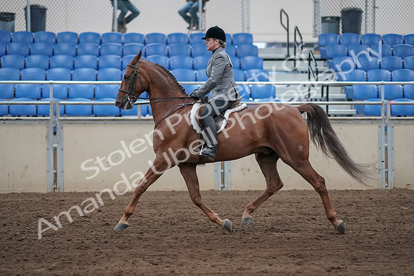 2019 Morgan Horse Show - Sept 01, 2019 - 12249