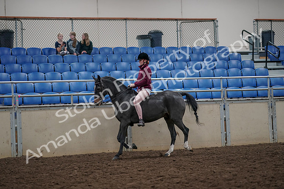 2019 Morgan Horse Show - Aug 30, 2019 - 31131
