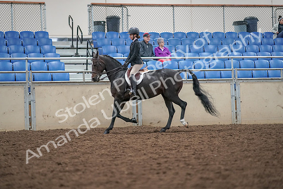 2019 Morgan Horse Show - Aug 30, 2019 - 20098