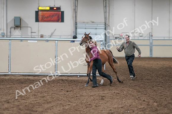 2020 - AB Morgan Horse - Fri, Sept 04 - 07591