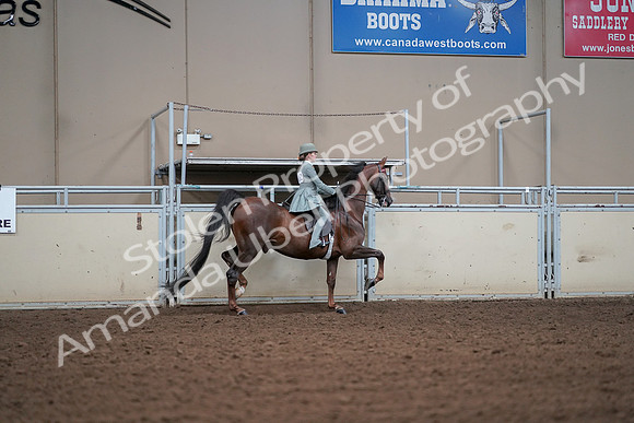 2019 Morgan Horse Show - Aug 30, 2019 - 18086