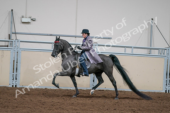 2020 - AB Morgan Horse - Sat, Sept 05 - 13718