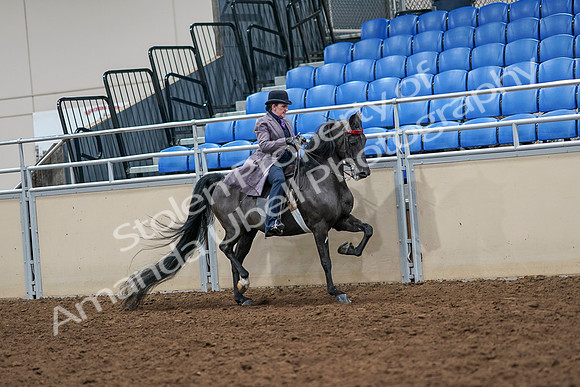 2020 - AB Morgan Horse - Sat, Sept 05 - 13971