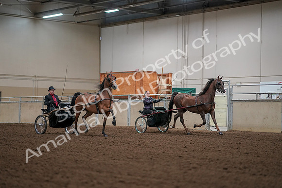 2019 Morgan Horse Show - Aug 30, 2019 - 13392