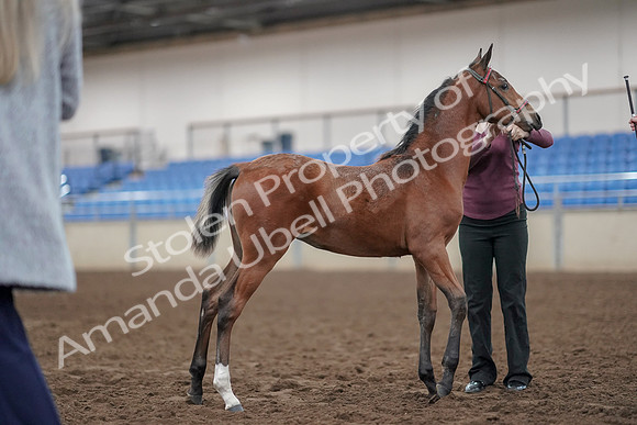 2019 Morgan Horse Show - Aug 31, 2019 - 00437