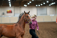 2020 - AB Morgan Horse - Fri, Sept 04 - 07598