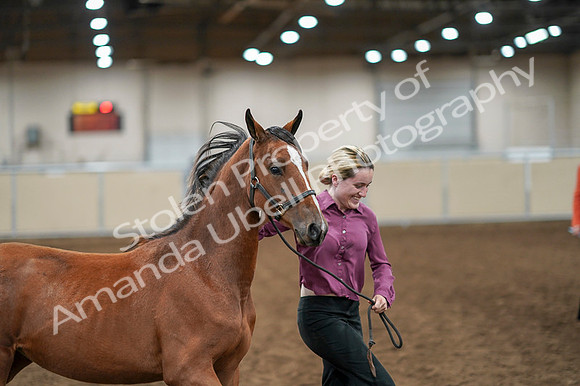 2020 - AB Morgan Horse - Fri, Sept 04 - 07598