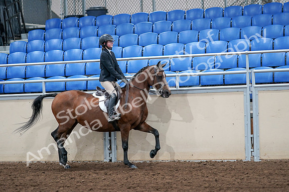 2020 - AB Morgan Horse - Fri, Sept 04 - 02186