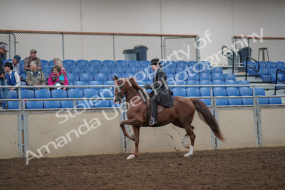 2019 Morgan Horse Show - Aug 30, 2019 - 26483