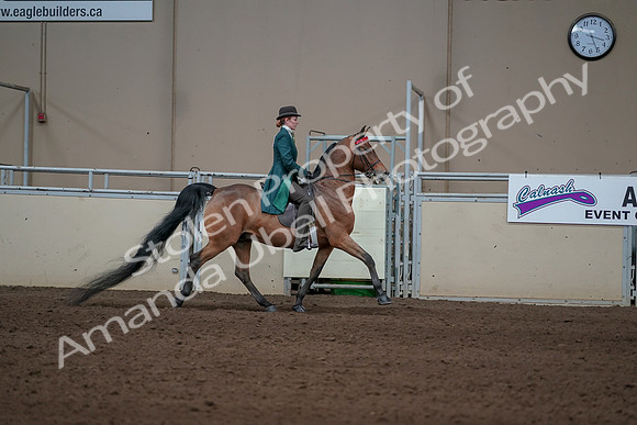 2019 Morgan Horse Show - Sept 01, 2019 - 13323