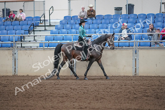 2019 Morgan Horse Show - Sept 01, 2019 - 07112
