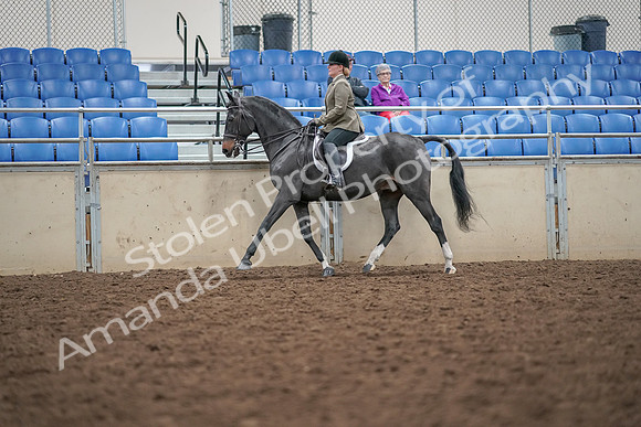 2019 Morgan Horse Show - Aug 30, 2019 - 20284
