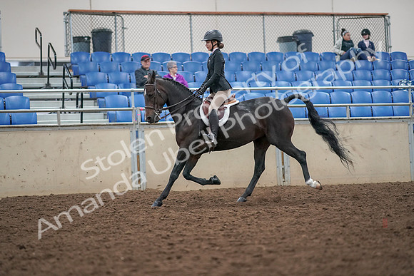 2019 Morgan Horse Show - Aug 30, 2019 - 20389