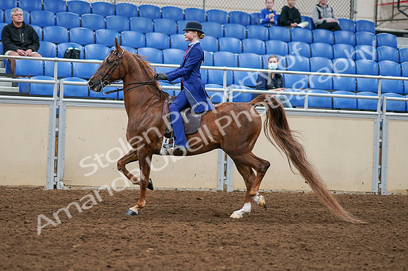 2020 - AB Morgan Horse - Fri, Sept 04 - 04896