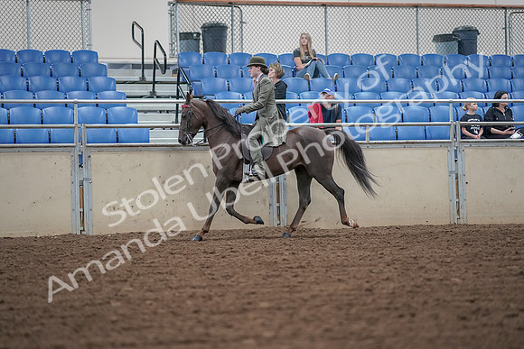 2019 Morgan Horse Show - Aug 30, 2019 - 15318