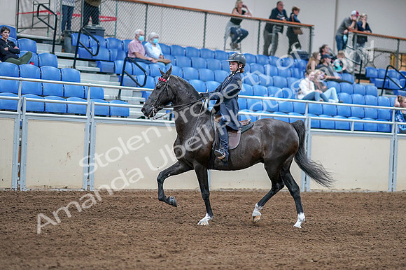 2020 - AB Morgan Horse - Fri, Sept 04 - 06984