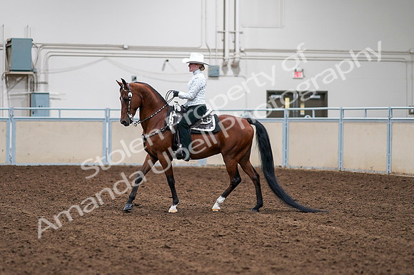 2020 - AB Morgan Horse - Fri, Sept 04 - 03567