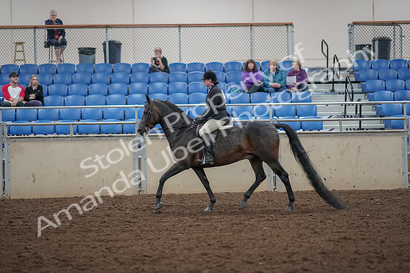 2019 Morgan Horse Show - Aug 30, 2019 - 27197