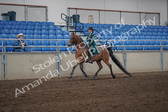 2019 Morgan Horse Show - Sept 01, 2019 - 13157