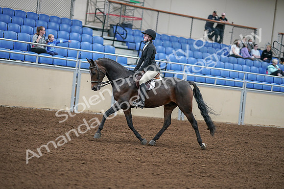 2020 - AB Morgan Horse - Fri, Sept 04 - 05834