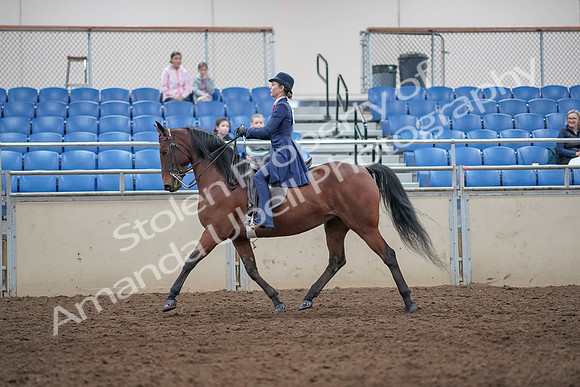 2019 Morgan Horse Show - Aug 31, 2019 - 09307