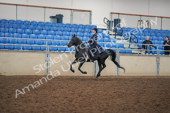 2019 Morgan Horse Show - Aug 30, 2019 - 12328