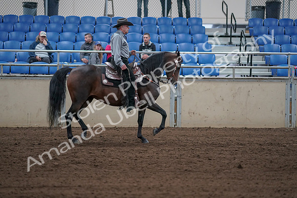 2019 Morgan Horse Show - Sept 01, 2019 - 07092