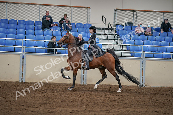 2020 - AB Morgan Horse - Sat, Sept 05 - 06745