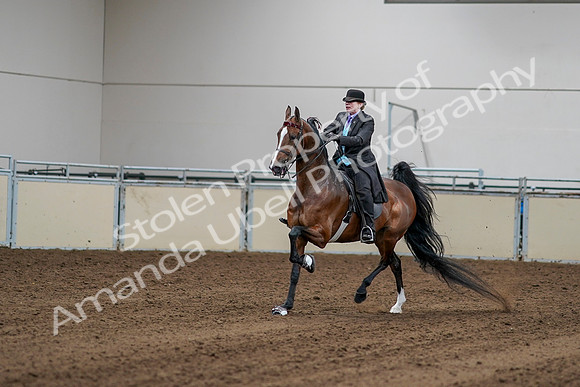 2020 - AB Morgan Horse - Sat, Sept 05 - 13142