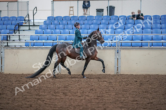2019 Morgan Horse Show - Aug 30, 2019 - 18170
