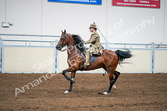 2020 - AB Morgan Horse - Sat, Sept 05 - 08107