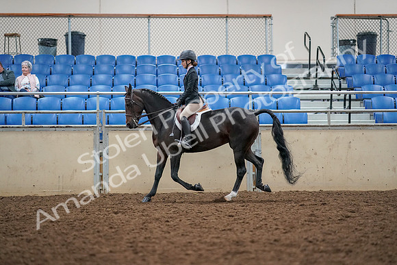 2019 Morgan Horse Show - Aug 30, 2019 - 23186