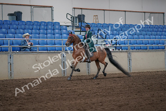 2019 Morgan Horse Show - Sept 01, 2019 - 13159