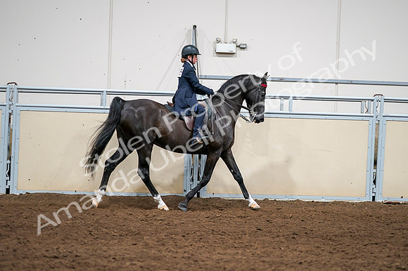 2020 - AB Morgan Horse - Fri, Sept 04 - 03091