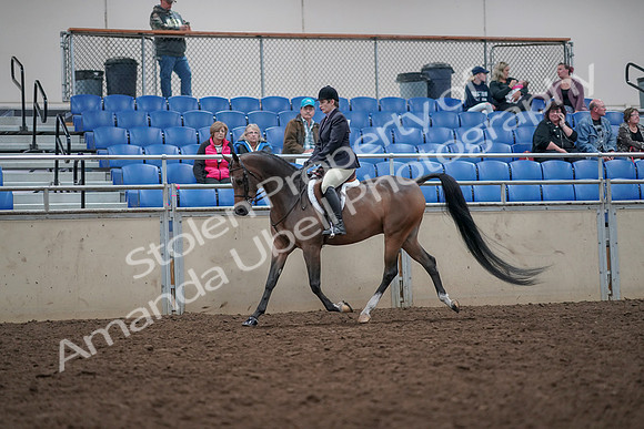 2019 Morgan Horse Show - Aug 31, 2019 - 15855