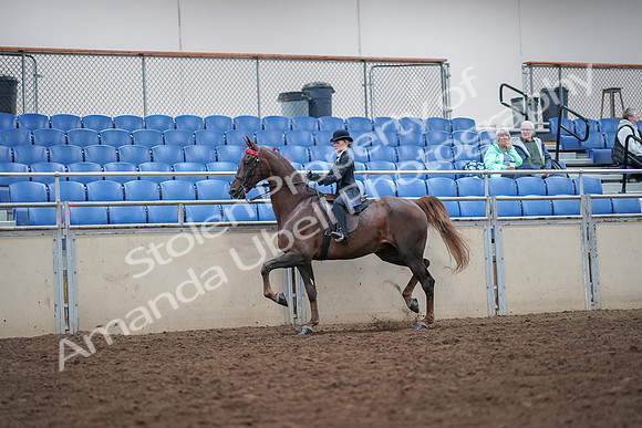 2019 Morgan Horse Show - Aug 30, 2019 - 17816