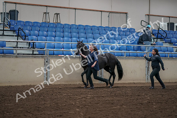2019 Morgan Horse Show - Aug 31, 2019 - 00496