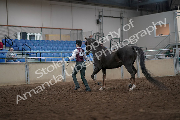 2019 Morgan Horse Show - Aug 31, 2019 - 02018