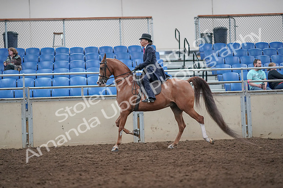 2019 Morgan Horse Show - Aug 31, 2019 - 08669