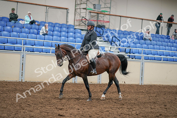 2020 - AB Morgan Horse - Sat, Sept 05 - 14463