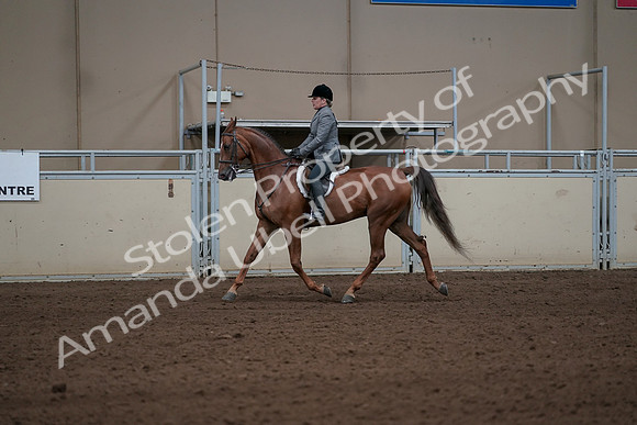 2019 Morgan Horse Show - Sept 01, 2019 - 12196