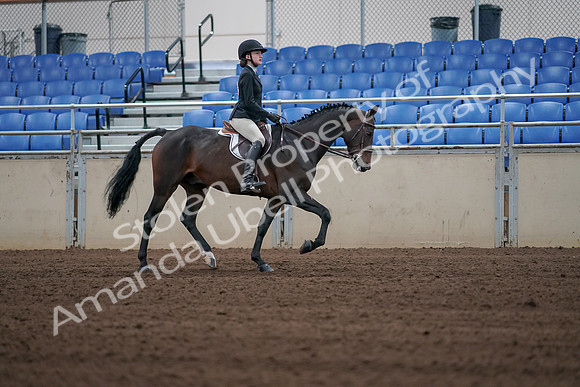 2019 Morgan Horse Show - Sept 01, 2019 - 03936