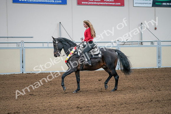 2020 - AB Morgan Horse - Sat, Sept 05 - 10401