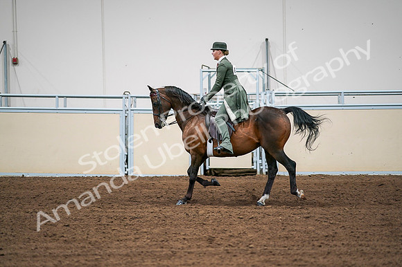 2020 - AB Morgan Horse - Fri, Sept 04 - 03309