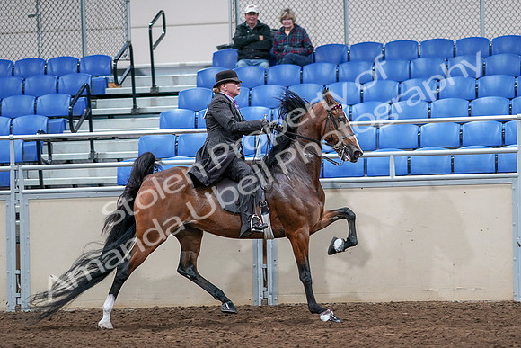 2020 - AB Morgan Horse - Sat, Sept 05 - 13239