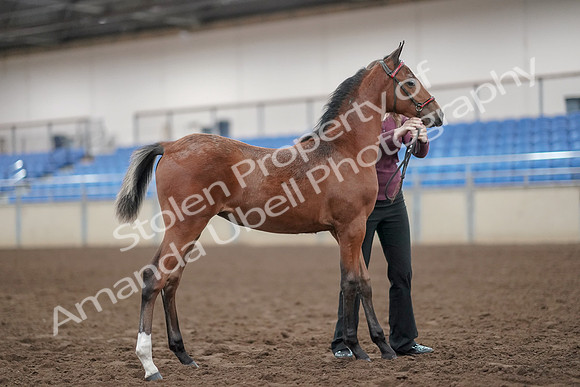2019 Morgan Horse Show - Aug 31, 2019 - 00460