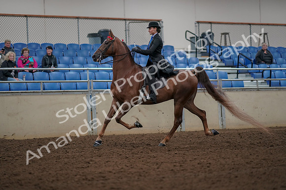 2019 Morgan Horse Show - Aug 30, 2019 - 25124