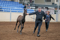 2020 - AB Morgan Horse - Sat, Sept 05 - 00453