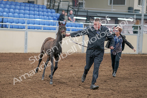 2020 - AB Morgan Horse - Sat, Sept 05 - 00453